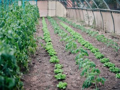 finca el cabrito kologische landwirtschaft